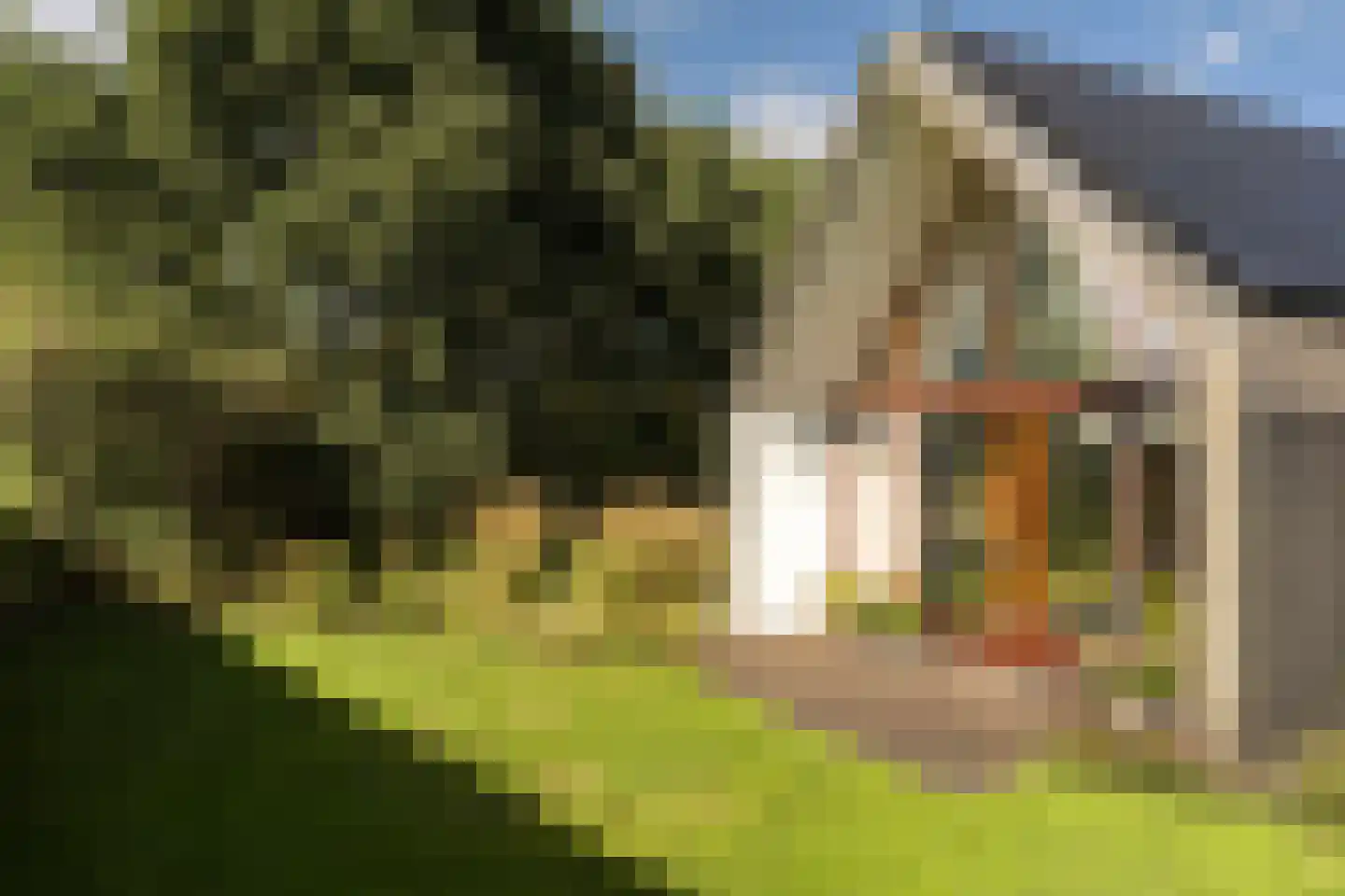 Liskesweg 2 A Nederweert thumbnail 56
