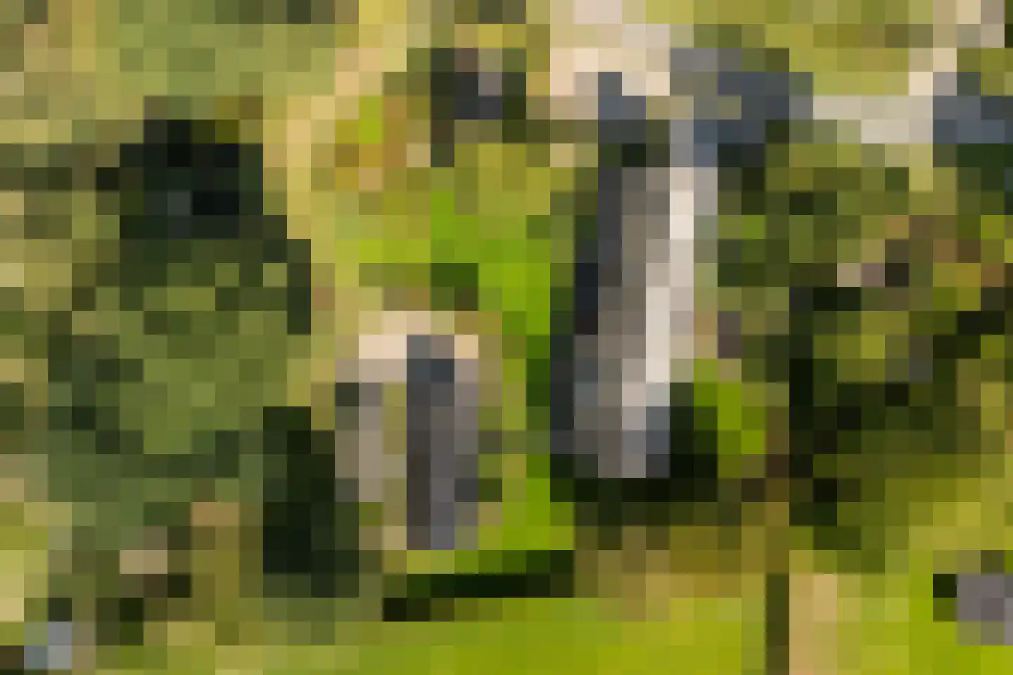 Liskesweg 2 A Nederweert thumbnail 6