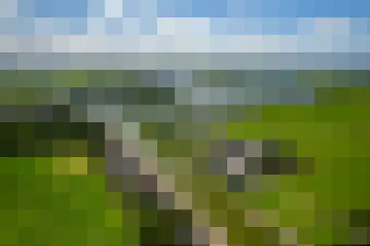 Lisserdijk 30 Buitenkaag thumbnail 64