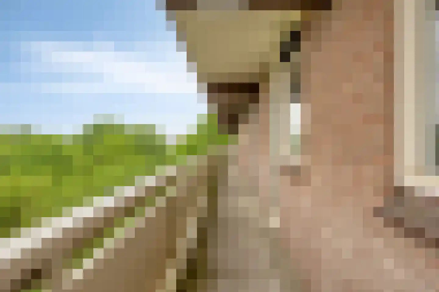 Lisztgaarde 150 Oss thumbnail 13