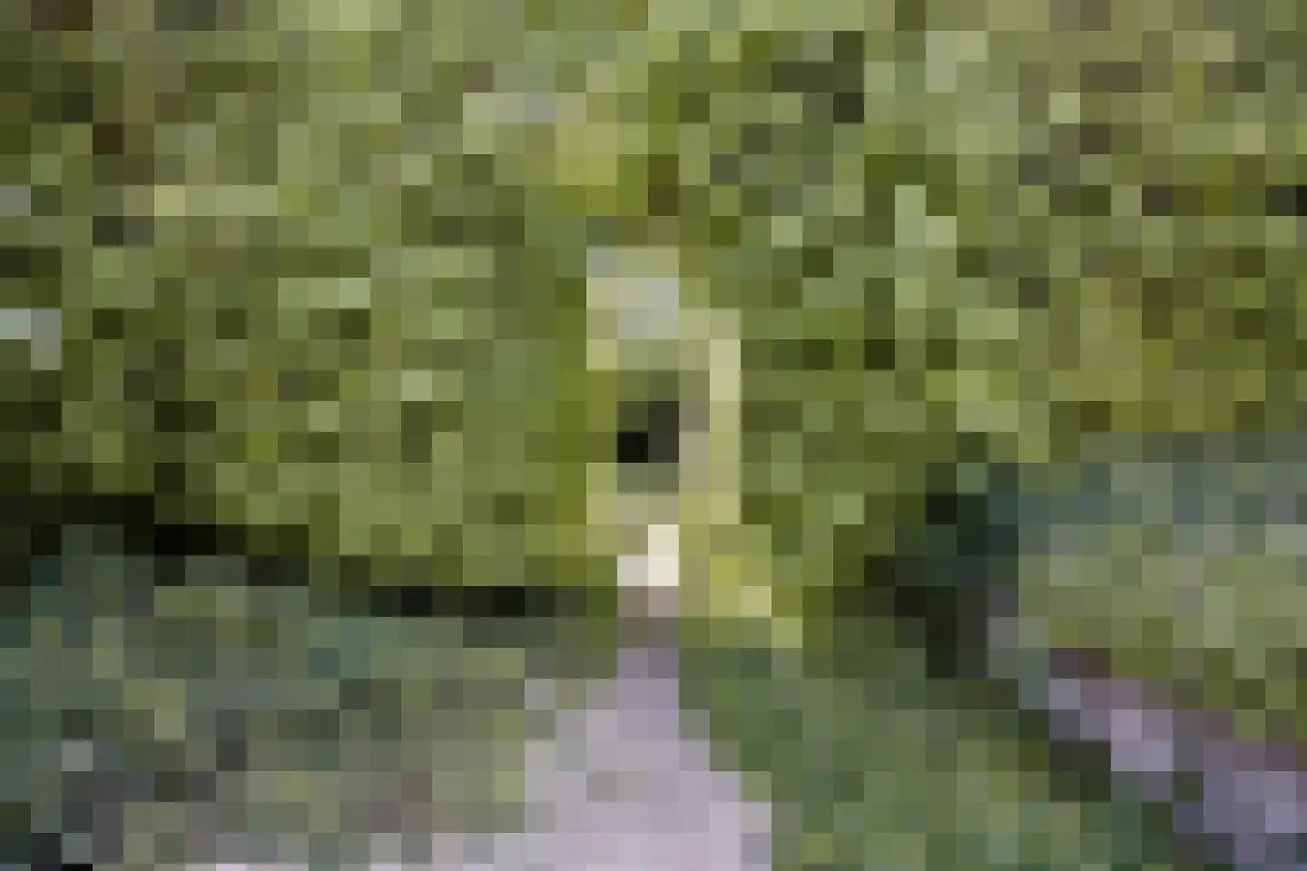 Lithse Dijk 50 Lith thumbnail 66