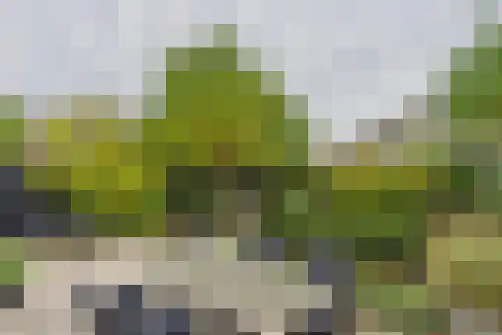 Livingstonestraat 68 Hulst thumbnail 4