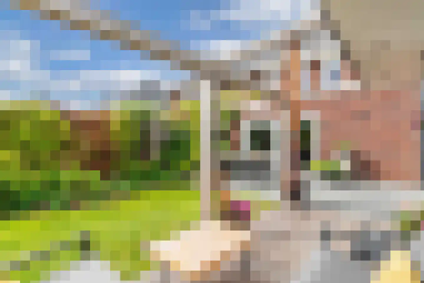 Ljippeblom 26 Boornbergum thumbnail 49