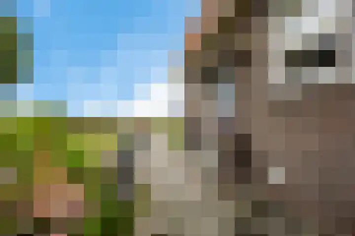Ljouwerterdyk 69 Akkrum thumbnail 5