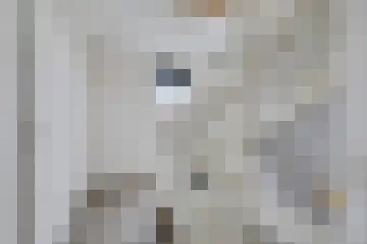 Ljurk 24 Wommels thumbnail 19