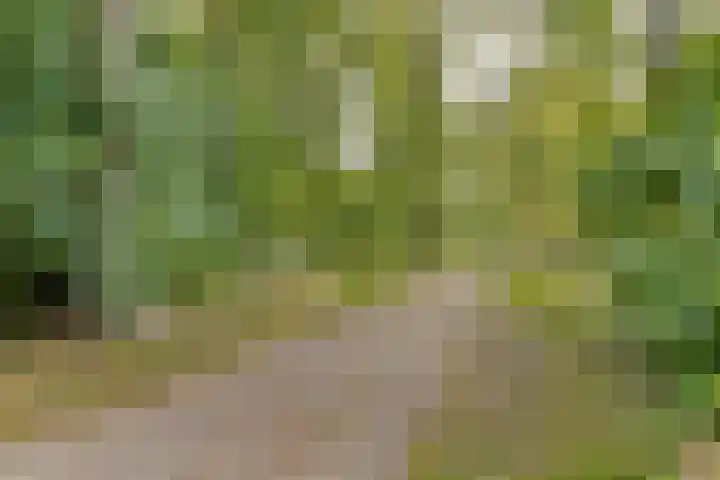 Lobelia 7 Dordrecht thumbnail 42