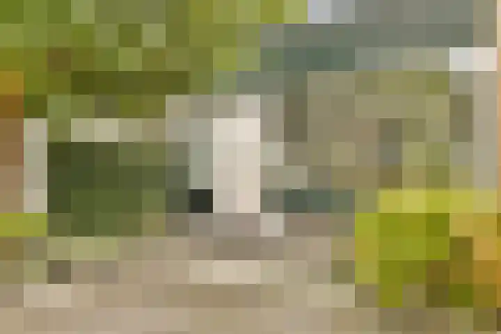 Lobelia 7 Dordrecht thumbnail 8
