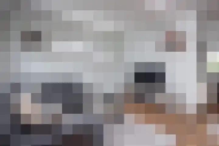 Lobeliastraat 13 Hoogkarspel thumbnail 10