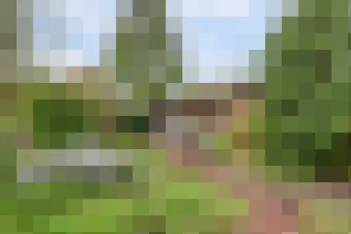 Lobeliastraat 34 Hoogkarspel thumbnail 18
