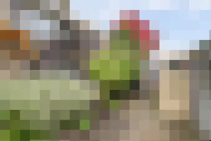 Lobeliastraat 34 Hoogkarspel thumbnail 38