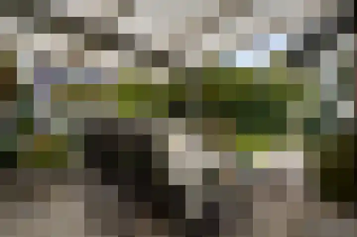 Lobeliastraat 43 Ittervoort thumbnail 29