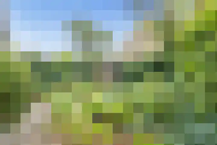 Lobeliuslaan 323 Zaandam thumbnail 8