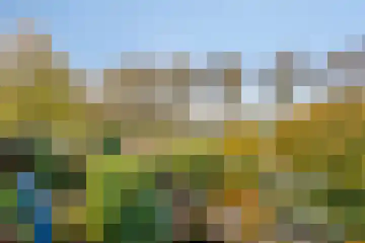 Lobenpolder 17 Bergen op Zoom thumbnail 69
