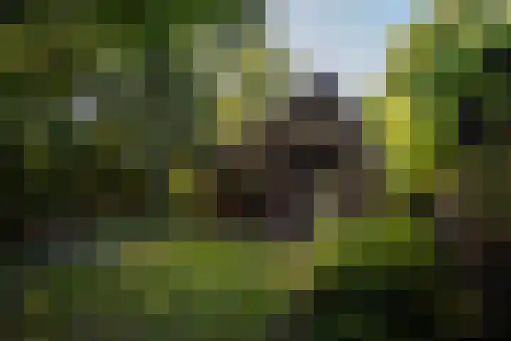 Lochemseweg 90 Harfsen thumbnail 33
