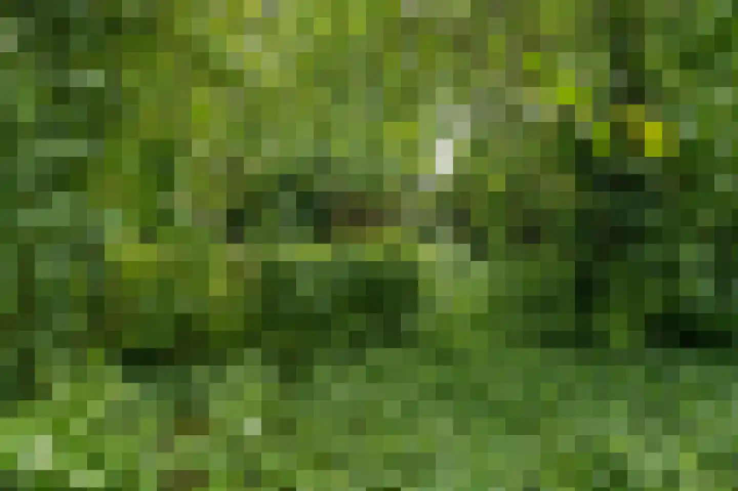 Lochterweg 154 Budel-Schoot thumbnail 61