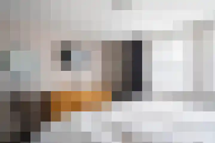 Lochtstraat 2 Ospel thumbnail 32