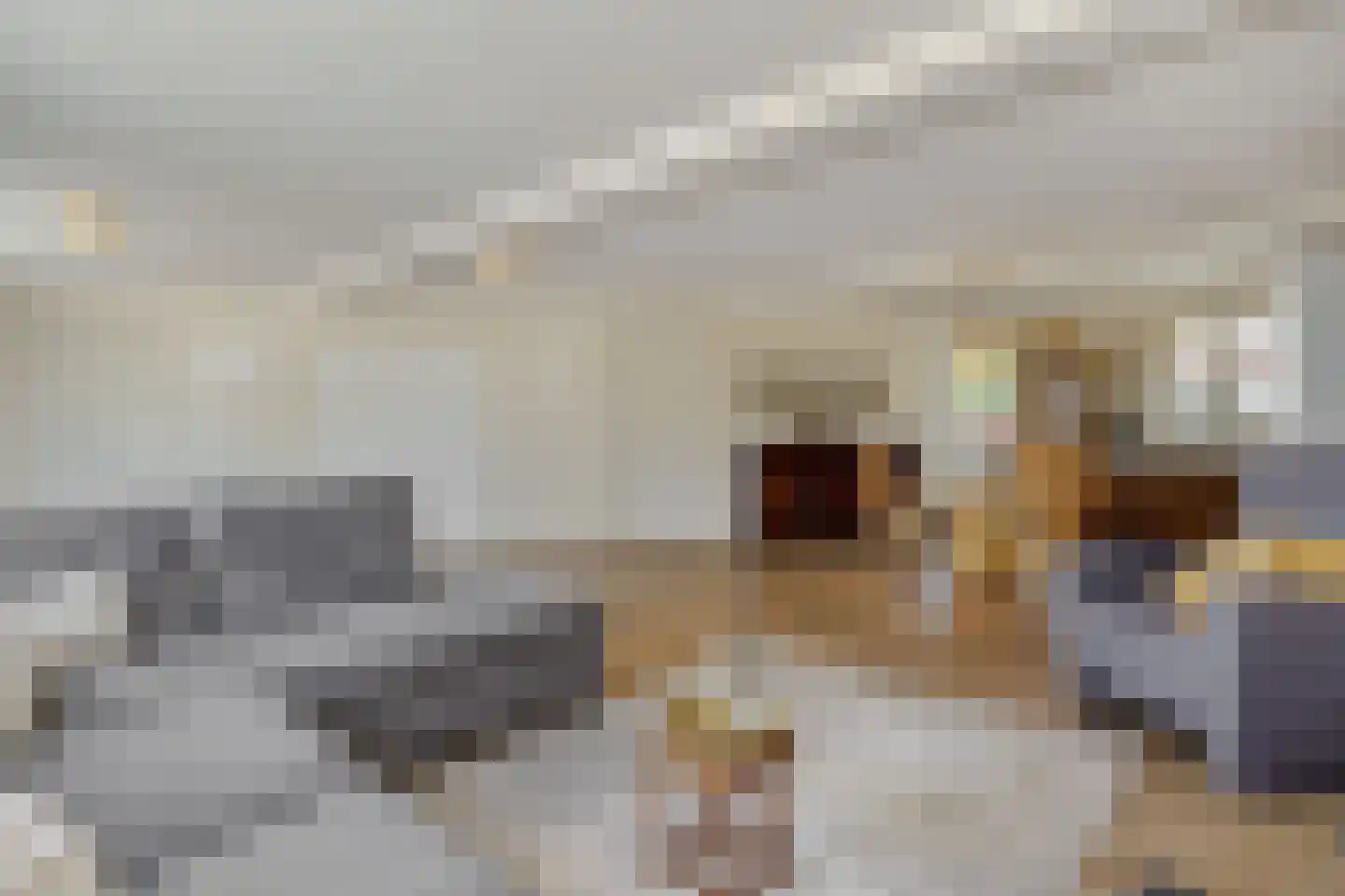 Loekemanstraat 6 's-Hertogenbosch thumbnail 40