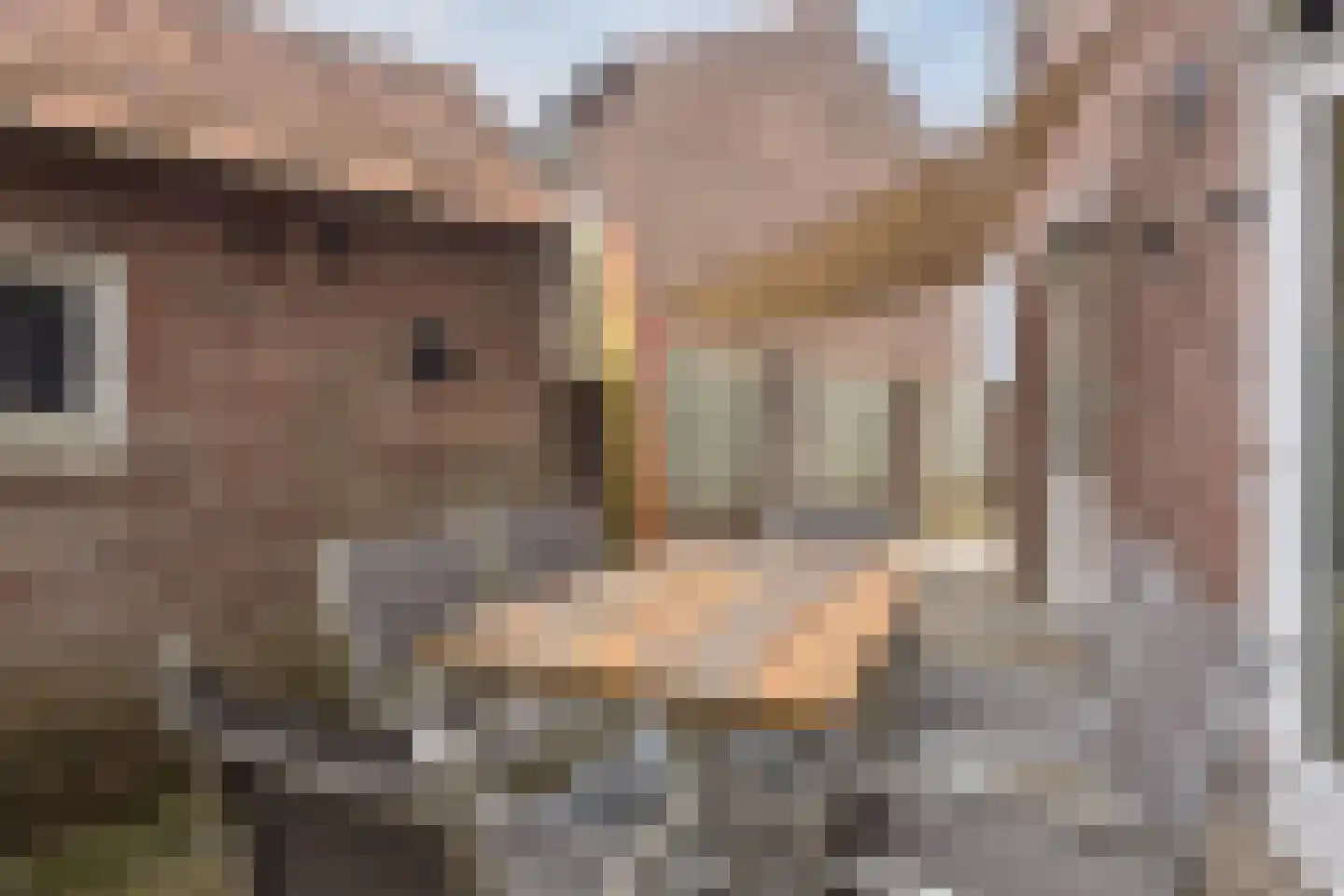 Loevestraat 50 Horst thumbnail 43