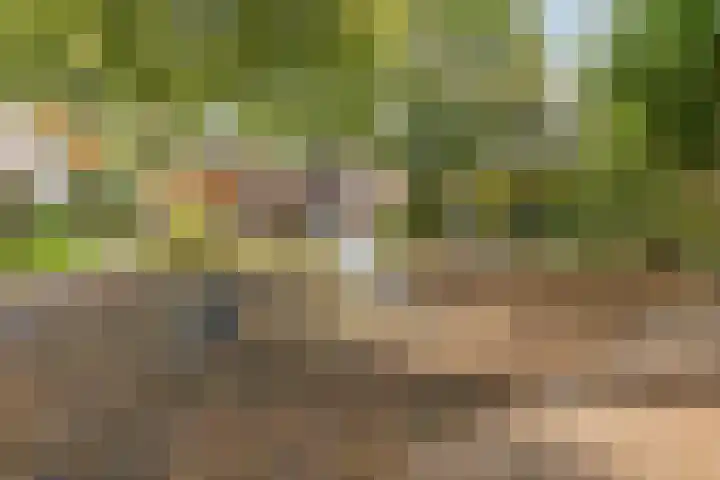 Logger 296 Amstelveen thumbnail 36