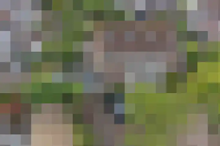 Logger 6 Oosterhout thumbnail 37
