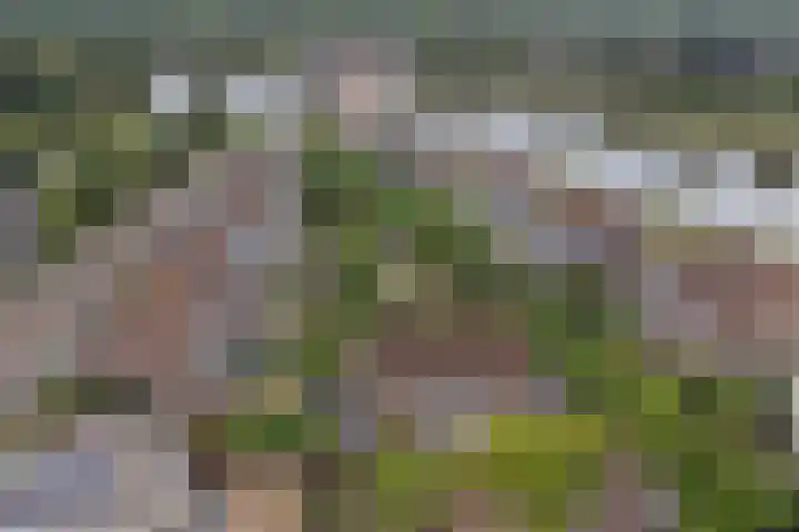 Logger 6 Oosterhout thumbnail 38