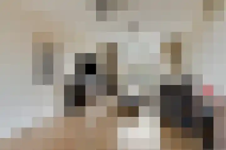Lohengrinhof 4 Hoogvliet Rotterdam thumbnail 5