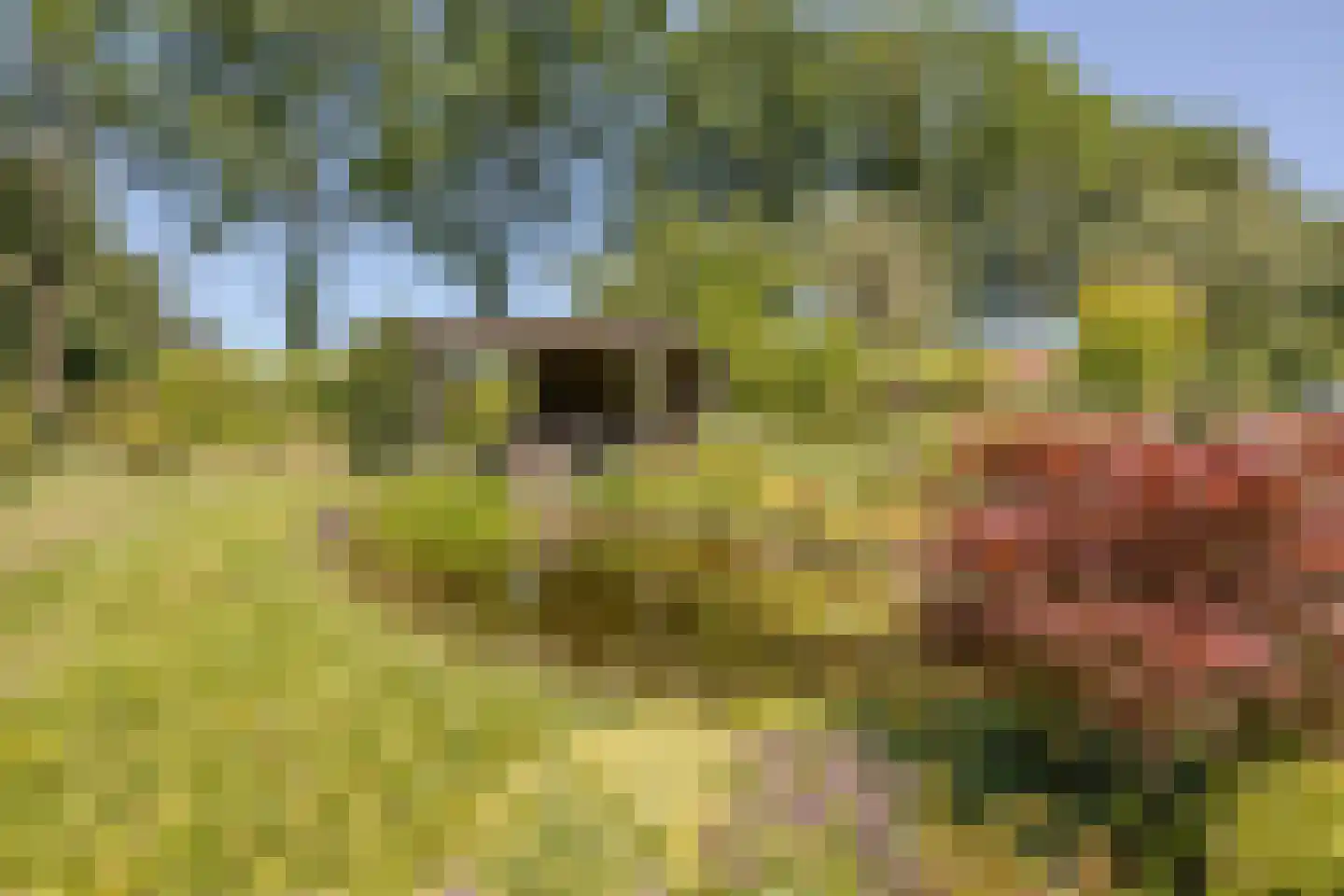 Löhnislaan 4 De Pol thumbnail 37