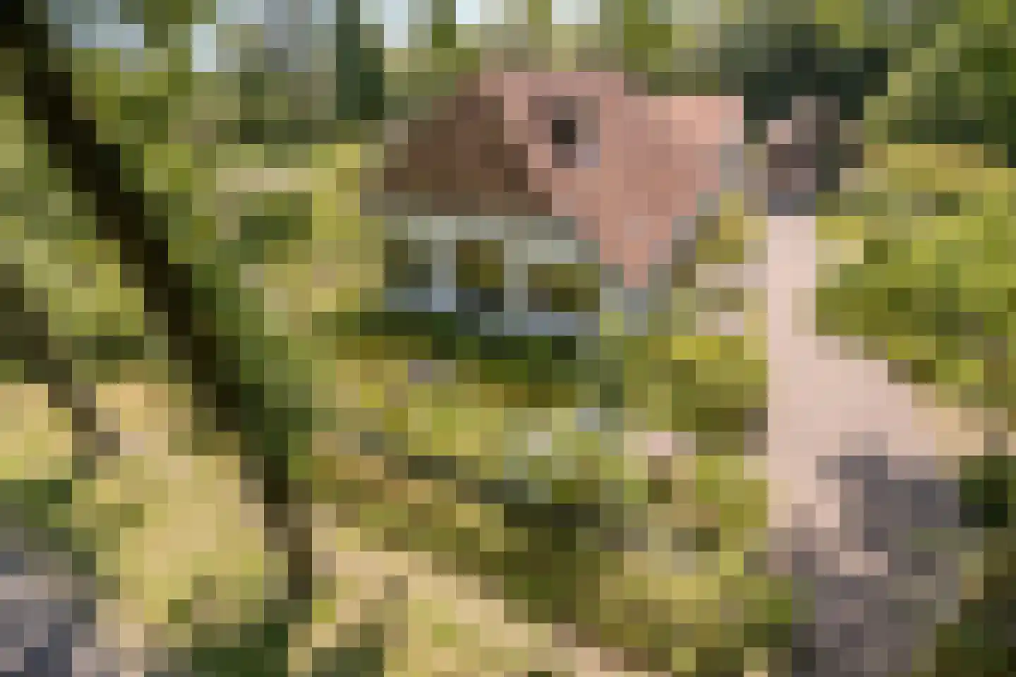 Löhnislaan 4 De Pol thumbnail 4