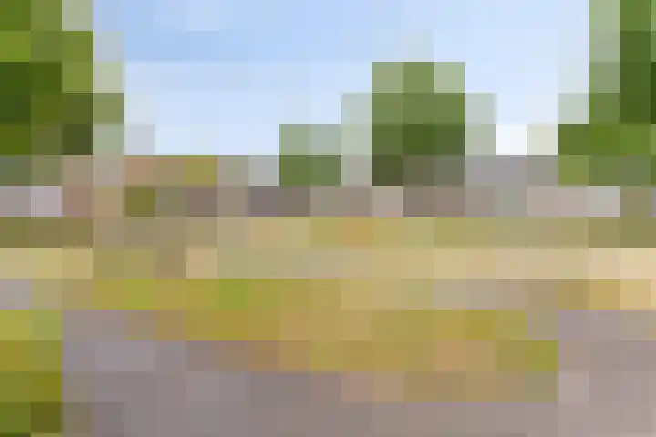 Lokbossen 55 Reusel thumbnail 37