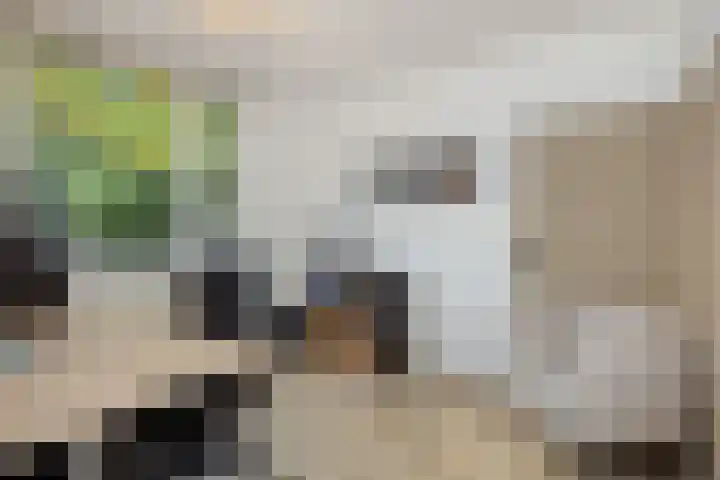 Lokeren 155 's-Hertogenbosch thumbnail 18