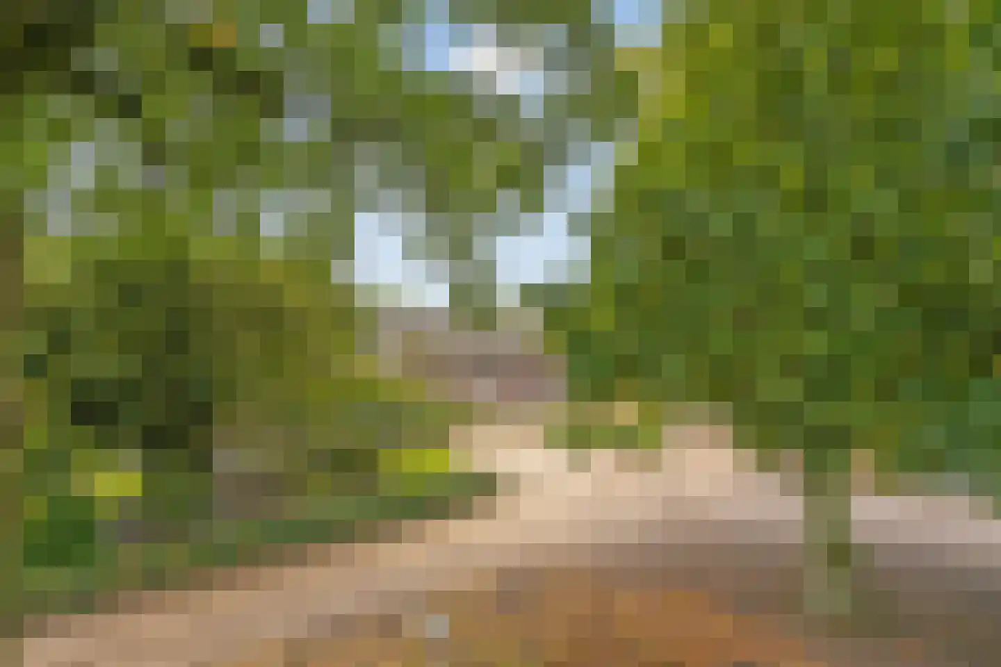 Lollebeekweg 39 Castenray thumbnail 11