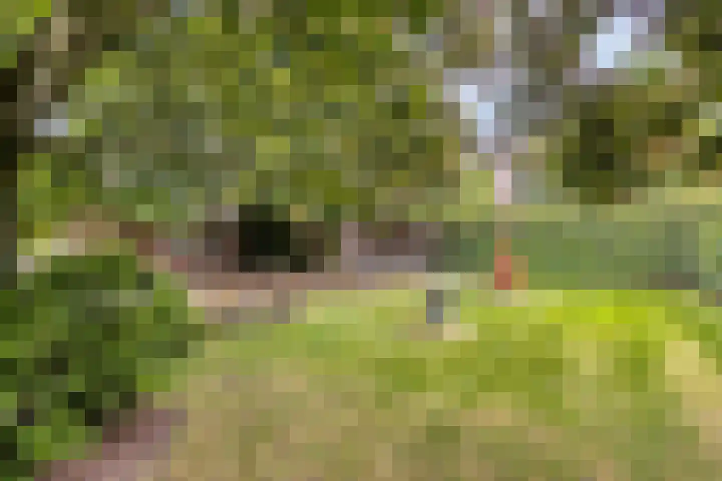 Lollebeekweg 39 Castenray thumbnail 58