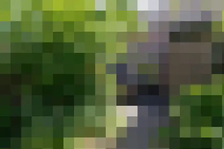 Lombarts 4 Duiven thumbnail 49