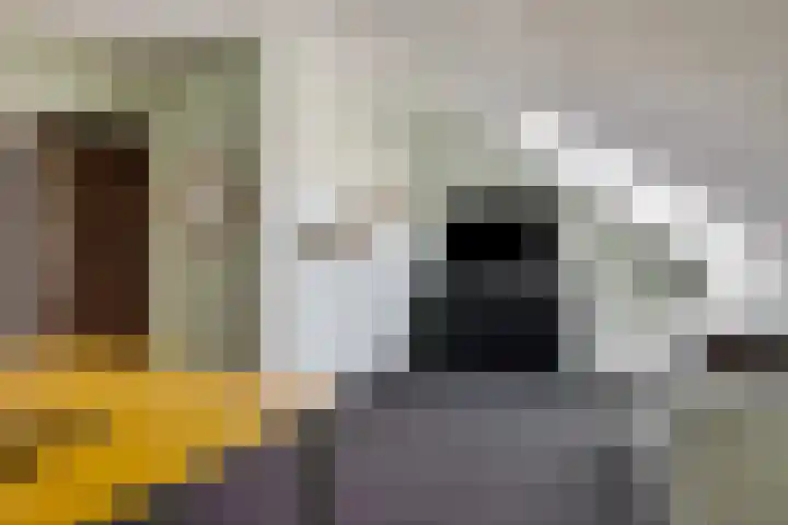 Lombok 14 Zoetermeer thumbnail 33