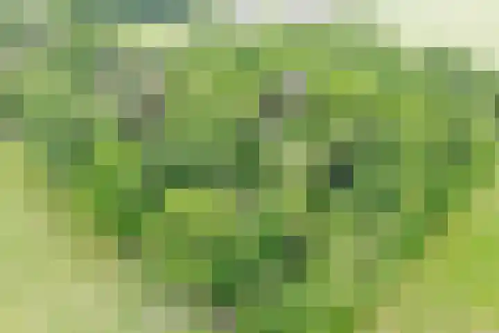 Lombokweg 7 Eerbeek thumbnail 37