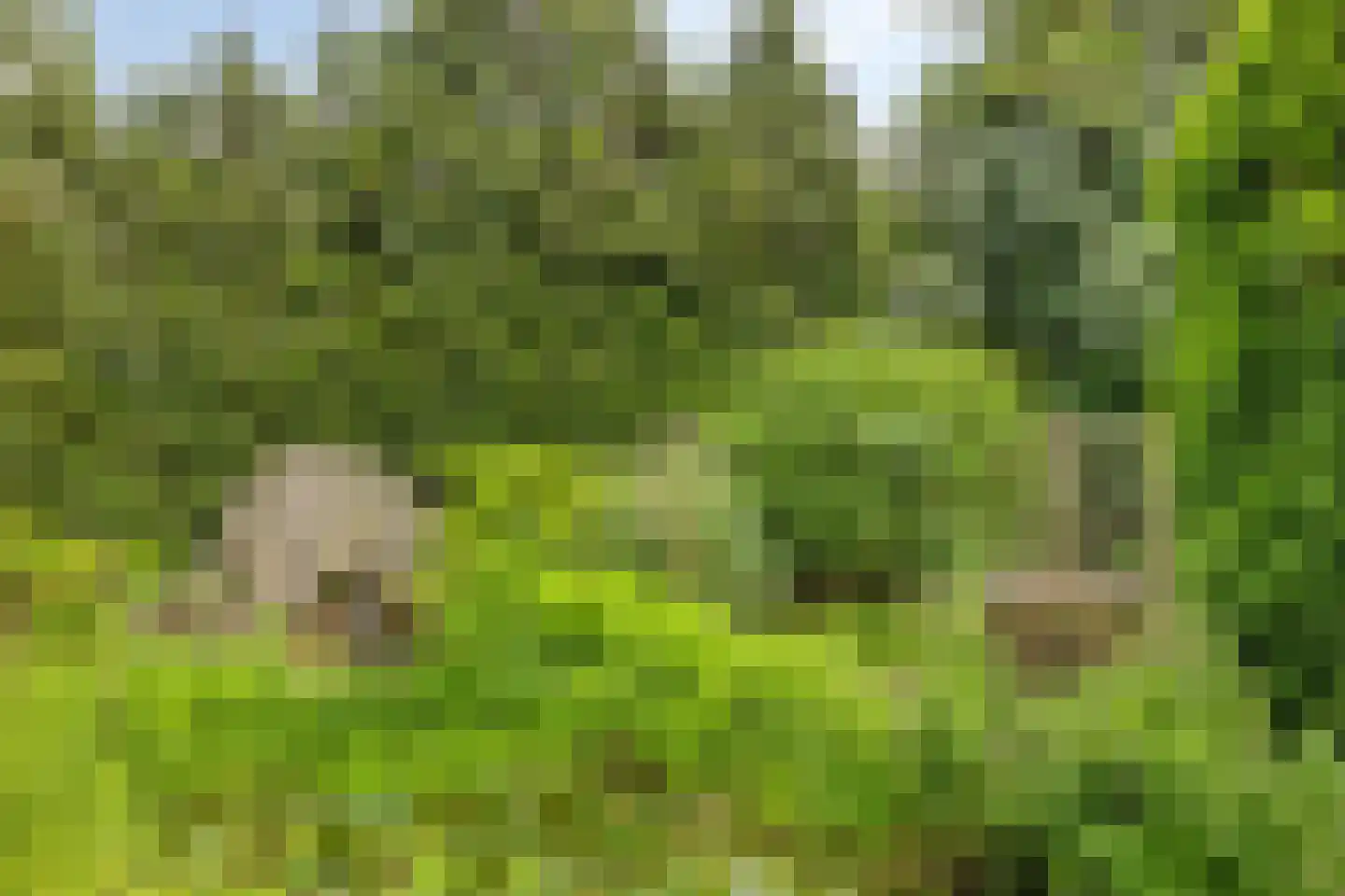 Lommelsedijk 24 Luyksgestel thumbnail 24