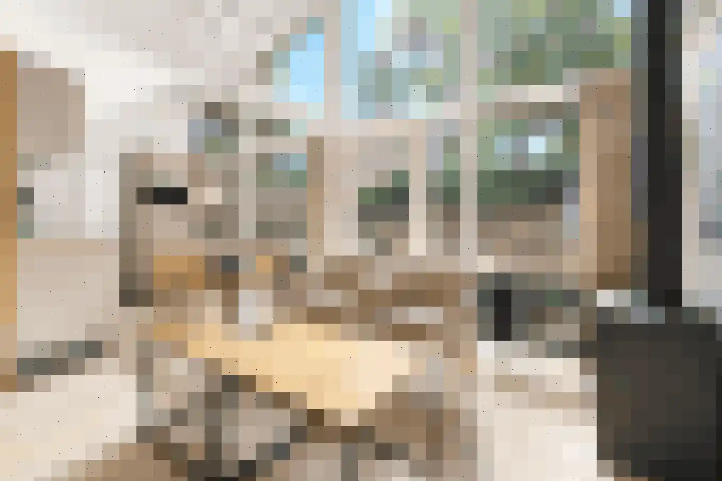 Lommerbergen 320 Reuver thumbnail 4