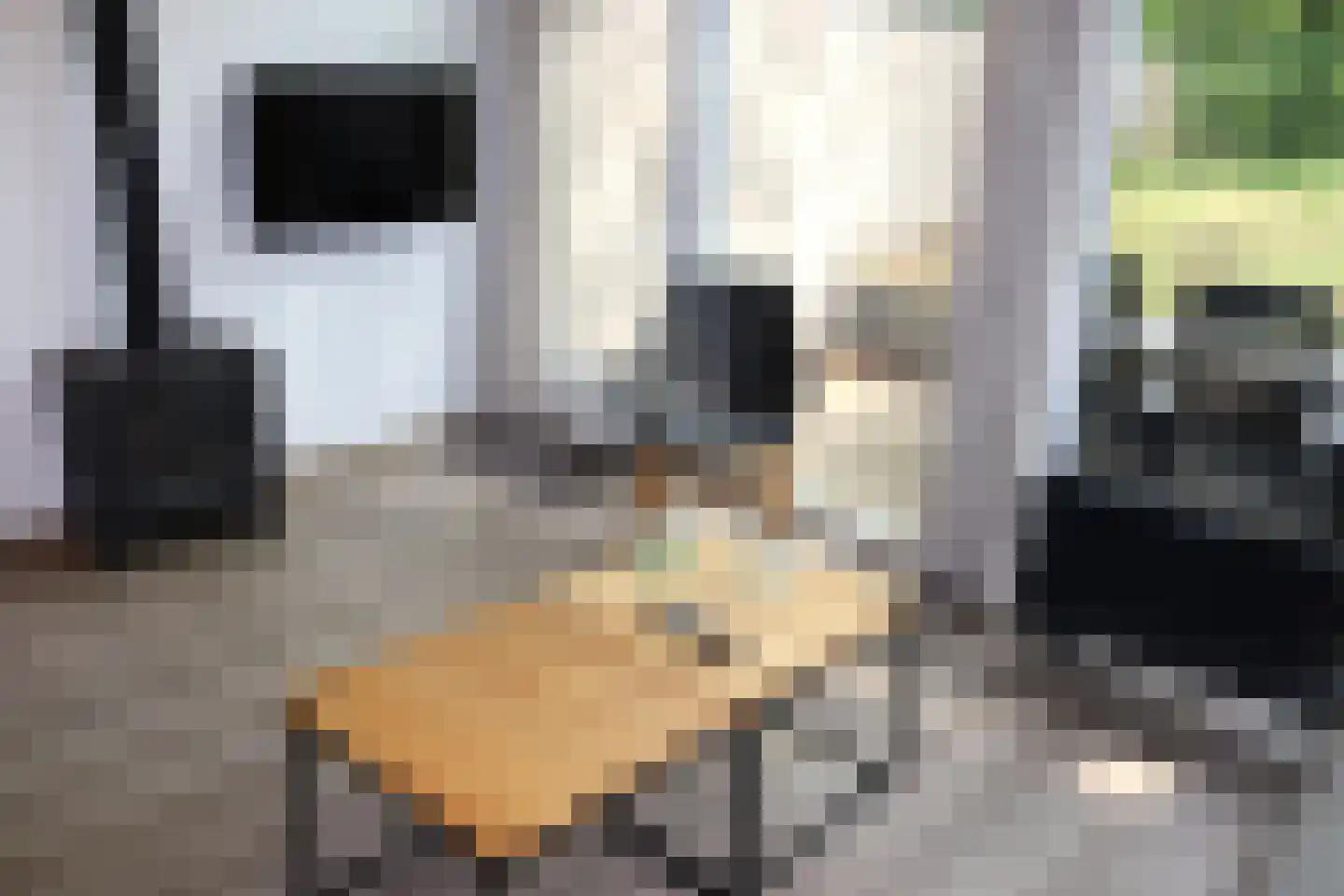 Lommerbergen 704 Reuver thumbnail 4