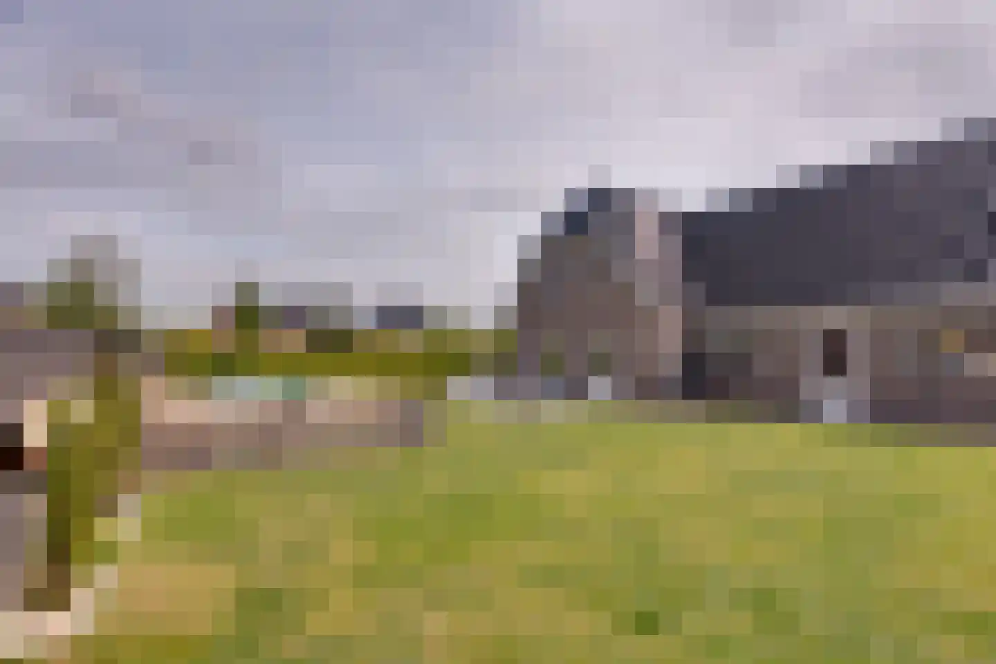 Longkruid 16 Leek thumbnail 68