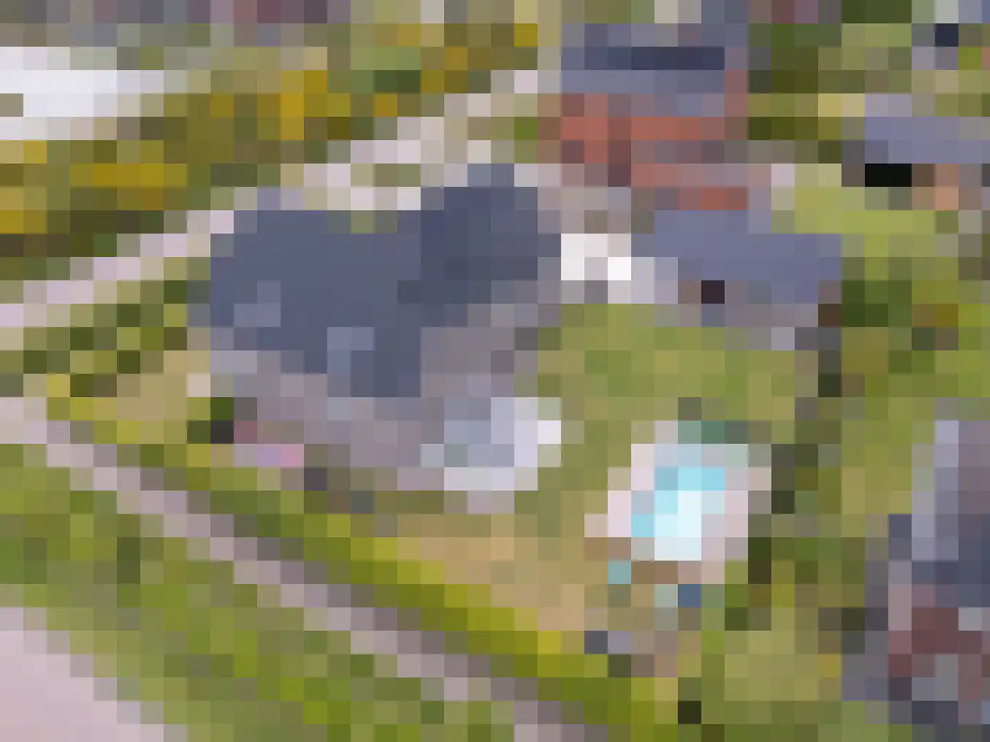 Longkruid 16 Leek thumbnail 77