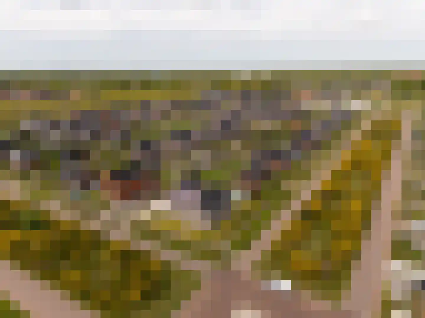 Longkruid 16 Leek thumbnail 79