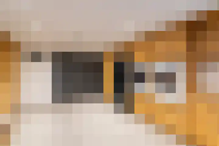 Longkruid 25 Veenendaal thumbnail 37
