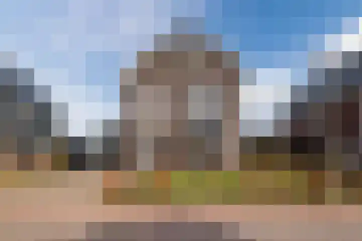 Longkruid 41 Leek