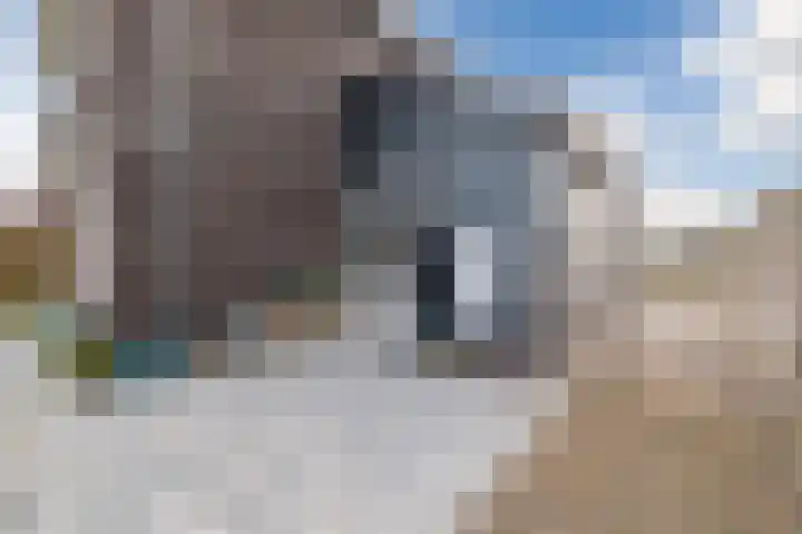 Longkruid 41 Leek thumbnail 59
