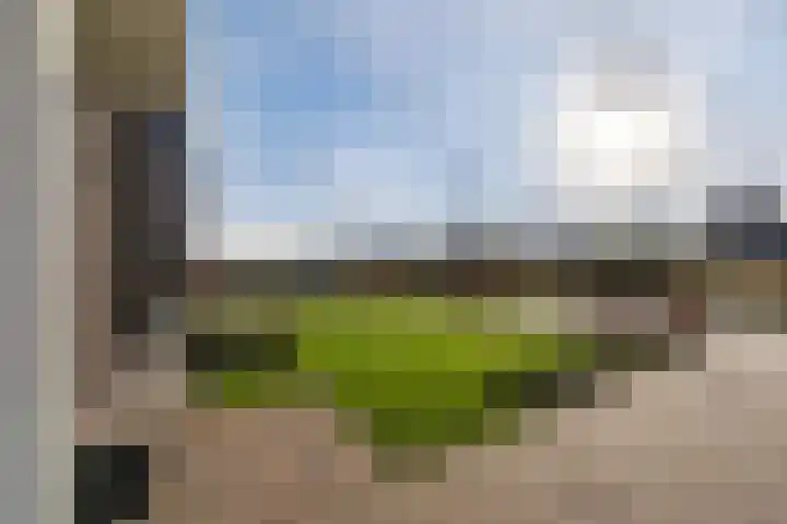 Longkruid 41 Leek thumbnail 8