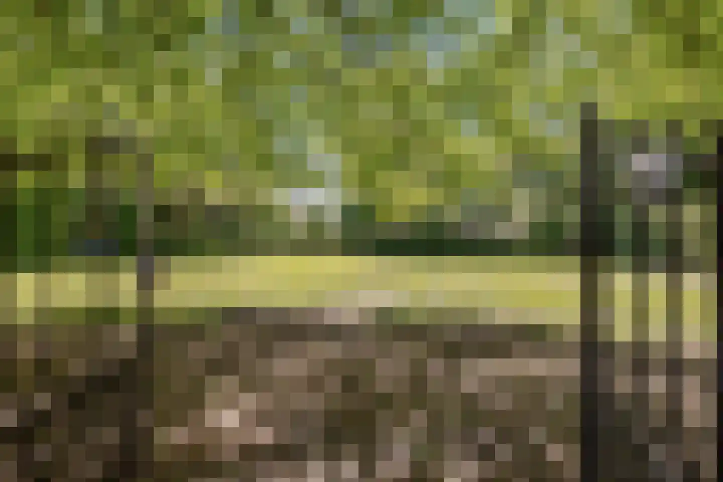 Loo 79 Bergeijk thumbnail 52
