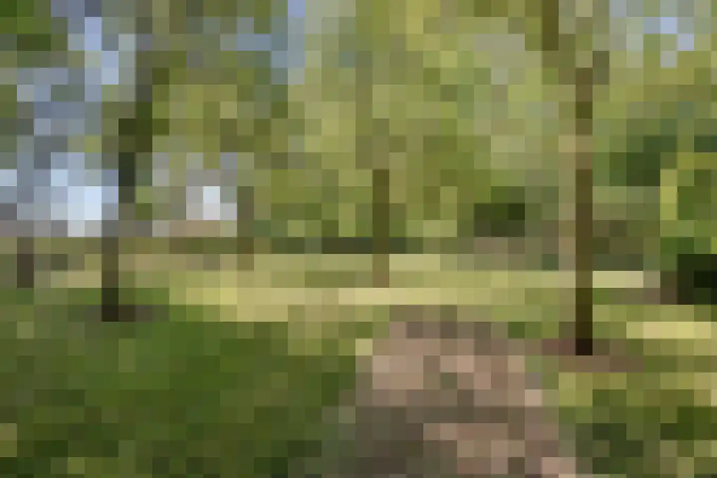 Loo 79 Bergeijk thumbnail 54