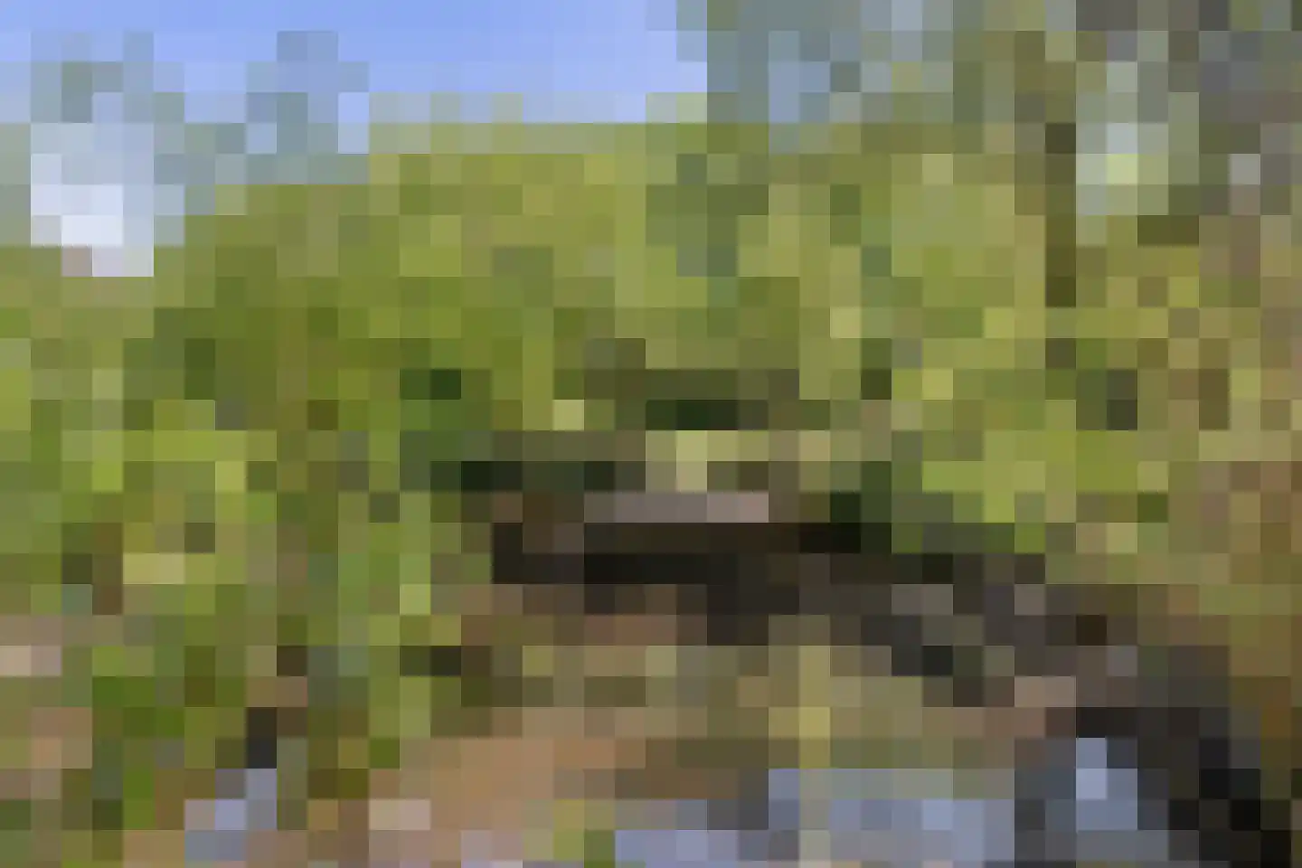 Loo 79 Bergeijk thumbnail 58