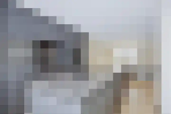 Looakker 8 Boxtel thumbnail 9