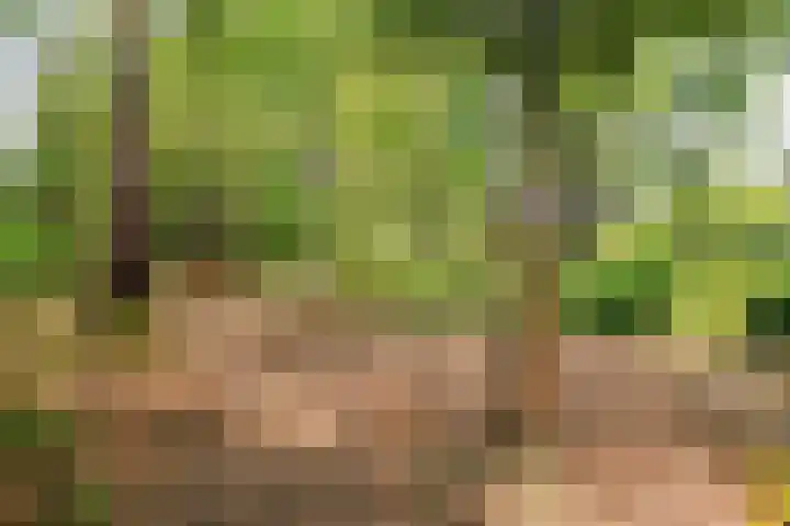 Looërmark 38 Bathmen thumbnail 31